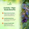 Outsidepride Cerinthe Major Honeywort Seeds - 50 Pcs. Annual, Self-Sowing