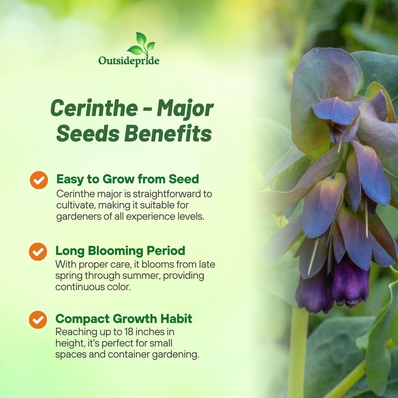 Outsidepride Cerinthe Major Honeywort Seeds - 50 Pcs. Annual, Self-Sowing