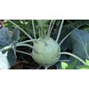 Seeds Kohlrabi (Cabbage German Turnip) Giant Biennial Vegetable for Planting