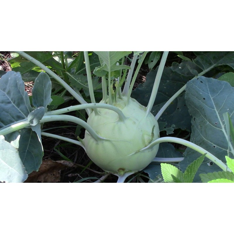 Seeds Kohlrabi (Cabbage German Turnip) Giant Biennial Vegetable for Planting