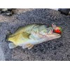 Bandit Crank 200-Series 2-Inch Mistake 4 to 8-Feet Deep Bait
