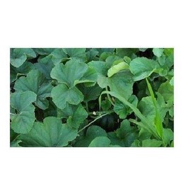 Ogen Melon Select Seeds 20 - 1000 Bulk (Israel) Ha'Ogen Garden Heirloom Rare (1000)