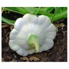White Bush Scallop Squash Seeds - Approximately 40 Seeds -