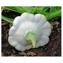 White Bush Scallop Squash Seeds - Approximately 40 Seeds - Marde Ross & Company