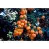 Mightyoaktreenursery.com Myrtle Leaf Orange 14-20” tall (Citrus myrtifolia) Chinotto 2.5"