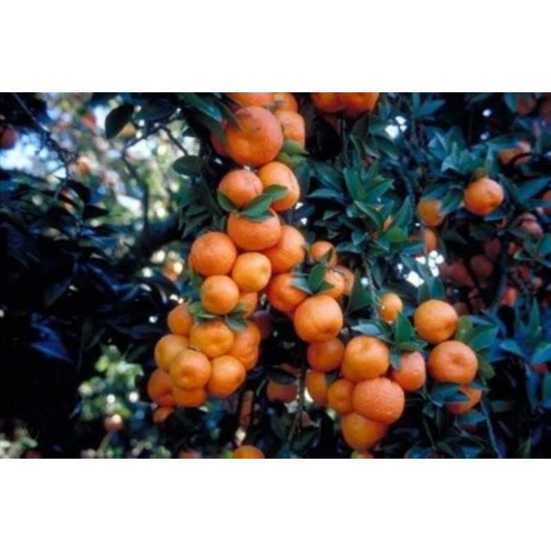 Mightyoaktreenursery.com Myrtle Leaf Orange 14-20” tall (Citrus myrtifolia) Chinotto 2.5"