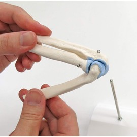 Mini size elbow joint model for easy handling, articulating movable - Elbow joint mini model, with cross-section relief stand - 3B Scientific