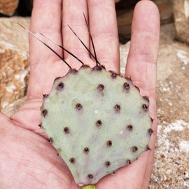 Opuntia macrocentra Cutting Cacti Cactus Succulent Real Live Plant