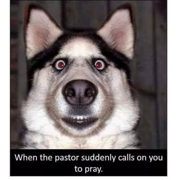 Funny Siberian Husky refrigerator magnet 3 1/2x 3 1/2"