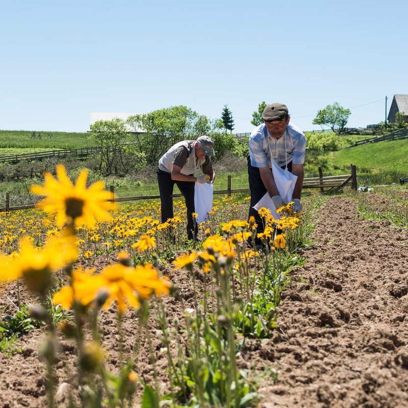 WELEDA Arnica Ointment 10%, 70g