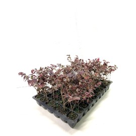 Loropetalum Red Chocolate I 3 Live Plants I Chinese Fringe Flower I Deep Burgundy Foliage with Pink Flower Accents - Low-Maintenance, Drought-Resistant Shrub