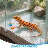 6 Pcs Crested Gecko Food and Water Bowl with 1