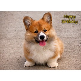 Corgi Dog Birthday Card