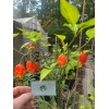 Carolina REAPER Super HOT Pepper Seeds Unique Creek Homestead Certified