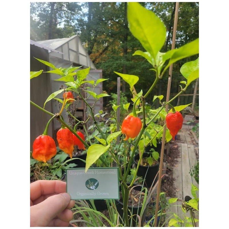 Carolina REAPER Super HOT Pepper Seeds Unique Creek Homestead Certified