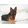 German Shepherd Dog Blank Greeting Card