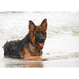 German Shepherd Dog Blank Greeting Card