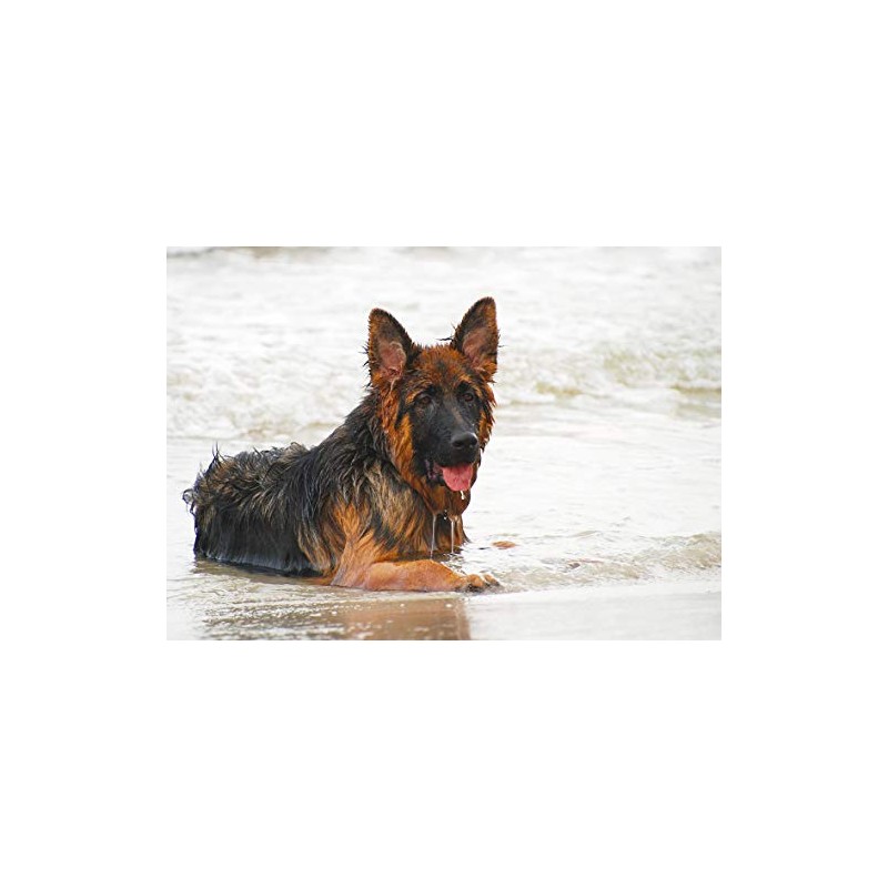 German Shepherd Dog Blank Greeting Card