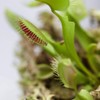 Outsidepride Venus Flytrap Plant Flower Seeds - 20 Seeds