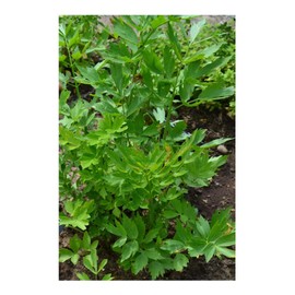 PREMIER SEEDS DIRECT - HERB - Lovage - LEVISTICUM OFFICINALE - 700 Seeds