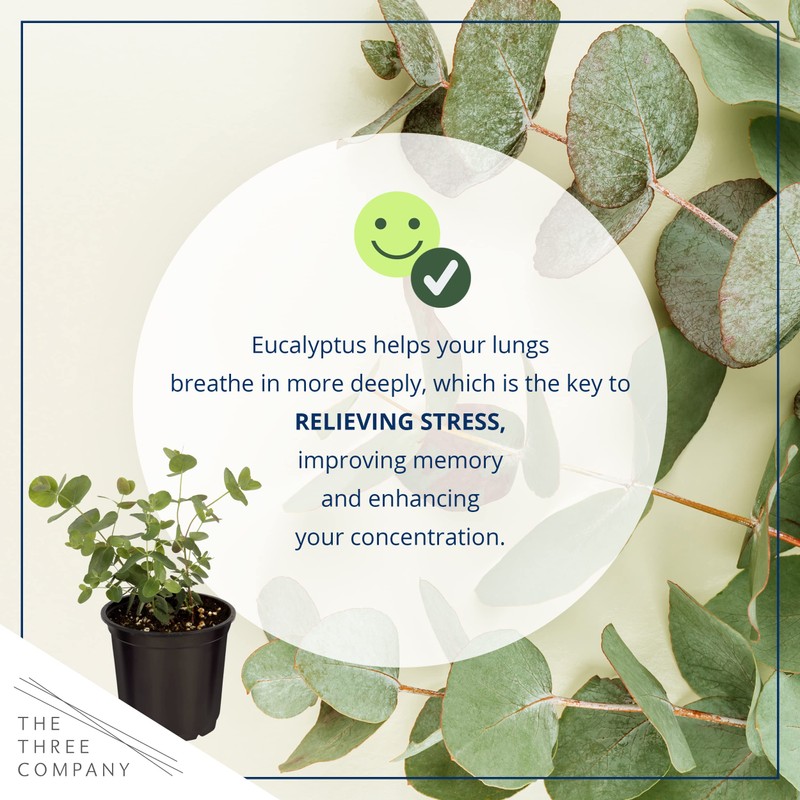 Live Aromatic and Edible Herb - Eucalyptus (4 Per Pack)