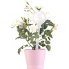 Royal Gardineer Watering Balls: Set of 8 Watering-Free Watering Balls,