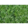 New and Healthy Standard MONDO GRASS ~ 18 pots (3.5")