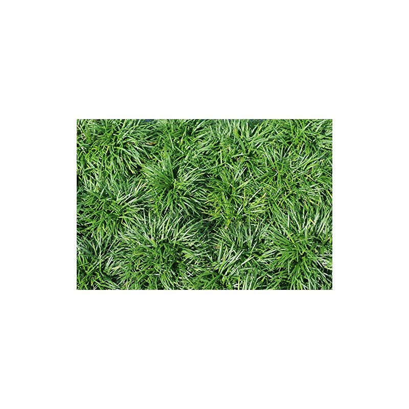 New and Healthy Standard MONDO GRASS ~ 18 pots (3.5")