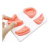 Kingden Pad Sutura Bucal Silicón Boca Odontología Con Base N5001