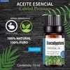 Aceites Esenciales de Pino Aromaterapia - Natural 100% de Aceite