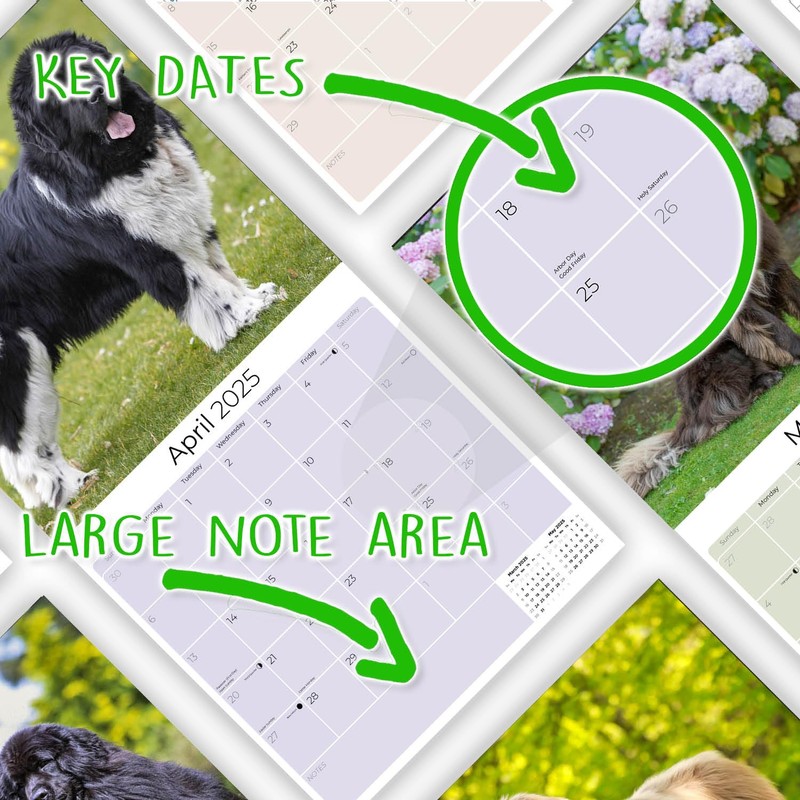 Newfoundland Calendar 2020 - Dog Breed Calendar - Wall Calendar