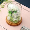 Teat Sight Preserved Flower Flower Gift Flower Present Glass Dome