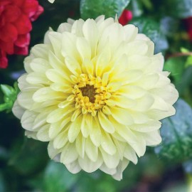 Toadstool Seeds 25 Serenade Dahlia Perennial Flowers Seeds Flowering Blooming seeds 1154 US SELL
