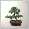 Chinese Elm Bonsai Tree I | Nursery Direct from Joebonsai