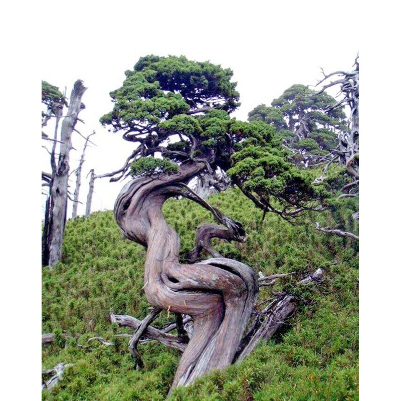 10 Seeds Bristlecone Pine Seeds | Pinus aristata Oldest Living
