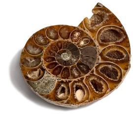 Serafino Genuine Fossil Madagascan Ammonite 150 Million Years Old! Jurassic Real Fossil