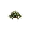 Maykoosh Artisanal Abode Artificial Plant in Decorative Planter