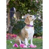 LupinePet Originals 3/4" Rose Garden 15-25" Adjustable Collar for Large