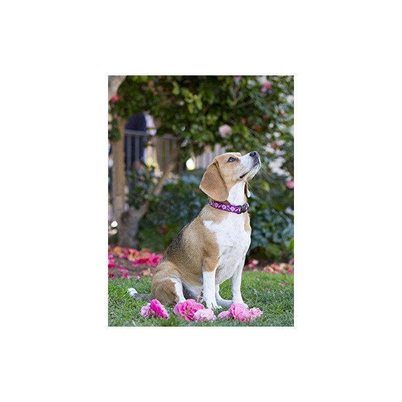 LupinePet Originals 3/4" Rose Garden 15-25" Adjustable Collar for Large