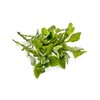 Cress Seeds, 200+ Upland, Heirloom, Non GMO Seeds, Barbarea Verna