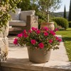 I GIARDINI DI GIULIA - Portulaca Pianta Vera in Vaso,