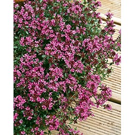 Thyme Creeping Red herb aromatic leaves crimson red flowers summer loved by bees ground cover 9cm pot
