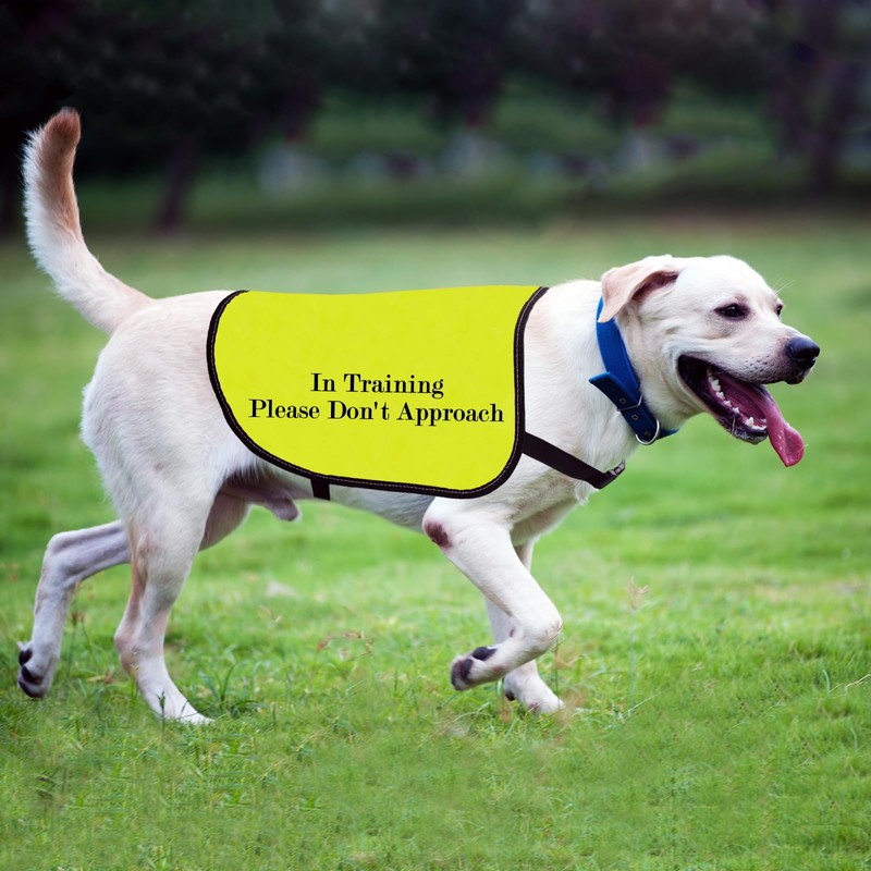 Training Dog Jacket Vest In Training Please Do Not Approach