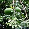 10 Seeds Bael Fruit Tree | Aegle marmelos Bengal Quince