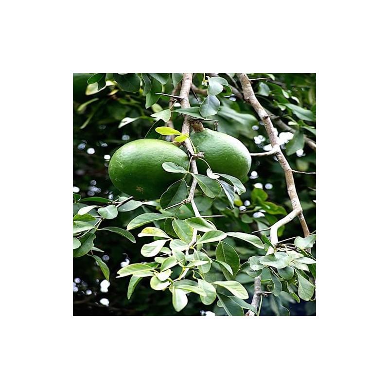 10 Seeds Bael Fruit Tree | Aegle marmelos Bengal Quince