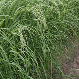 Palm Beach Medicinal Herbs - Teff (Eragrostis tef) - Packet of 100 Seeds
