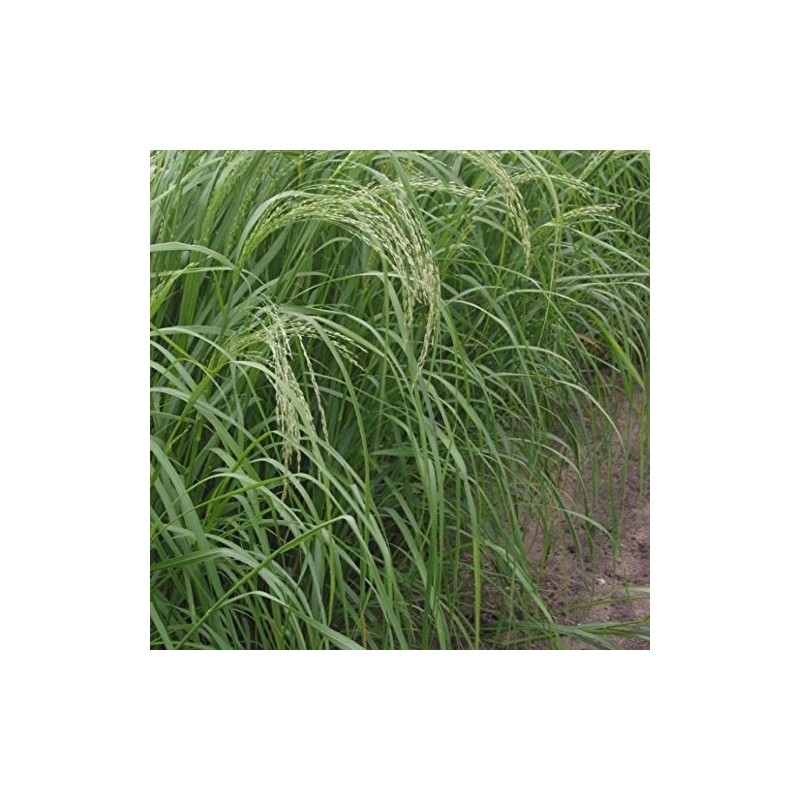 Palm Beach Medicinal Herbs - Teff (Eragrostis tef) - Packet