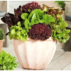 RAISE ME UP: Seeds Indoor Lettuce Mix Balcony Non GMO Heirloom