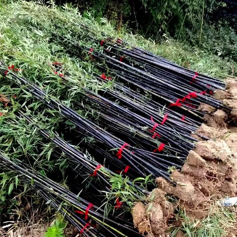50 Black bamboo seeds - Phyllostachys nigra. USA seller.