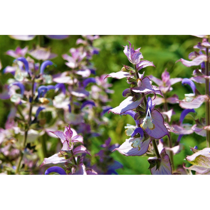 3er Set "Hair Repair" Ätherische BIO-Öle Basilikum (10ml) + Rosmarin